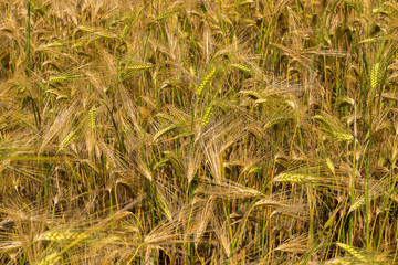 Field with harvest rye.