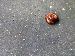 Millipedes
