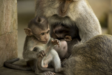 monkey family