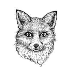 hand drawn ink fox on white background. design for poster, print, t-shirt, invitation, banners, flyers. vector eps 8.
