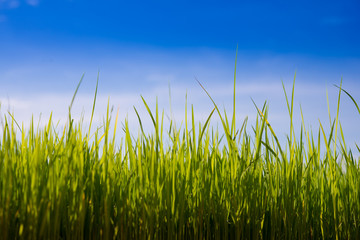 resh green rice seedlings. Bright summer. natural backgrounds