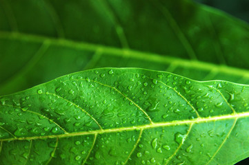 green leaves texture