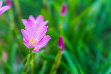 Selective focus Pink flower Zephyranthes grandiflora
