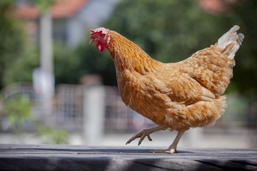 close up full body of brown chicken in organic livestock farm