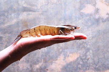 Close up of Vannamei shrimp broodstock on a hand.