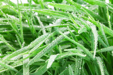 fresh green grass with droplets after the rain background