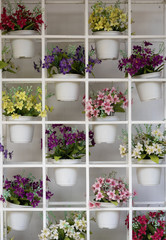 Fototapeta na wymiar Many color flowers and flowerpots in shelves and white background