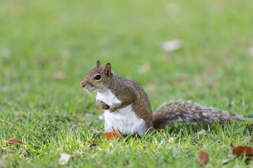Squirrel Staring, Winter Park, Orlando, Florida