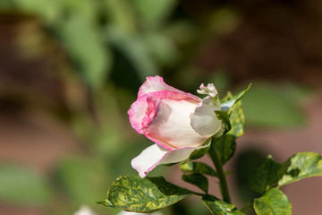 Pink Rose Bud, Winter Park, Orlando, Florida