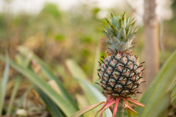Pineapple fruit plant in farm