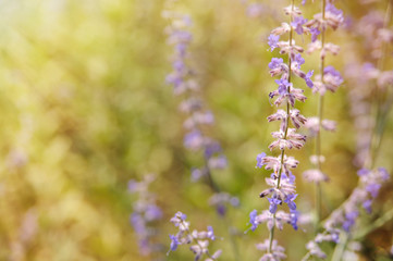 summer garden background with purple flowers in sunshine