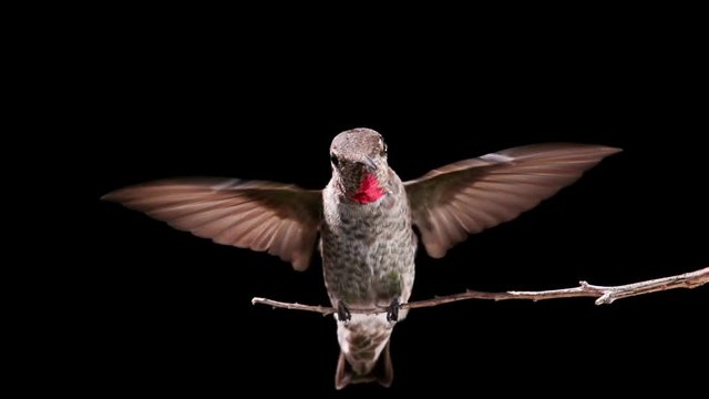 Hummingbird landing and taking off from a branch. Shot with a high-speed camera.