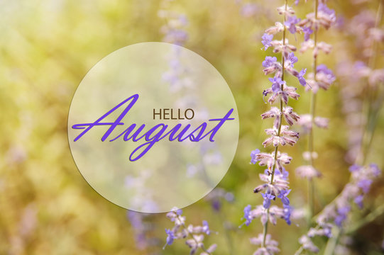 Hello August wallpaper, summer garden background with purple flowers in sunshine