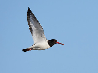 Eurasian oystercatcher (Haematopus ostralegus)