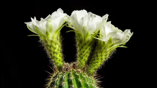 Beautiful time lapse of a cactus flower opening up.