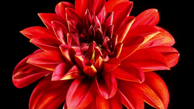 Time lapse of a beautiful dalia opening up.