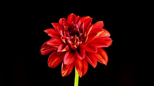 Time lapse of a beautiful dalia opening up.