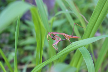 草むらの中の茶色のカマキリ