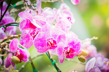 Fototapeta na wymiar Beautiful blooming orchids in forest