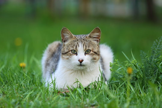 White and gray young cat lying on the grass. Cat looking at the camera. Homeless cat