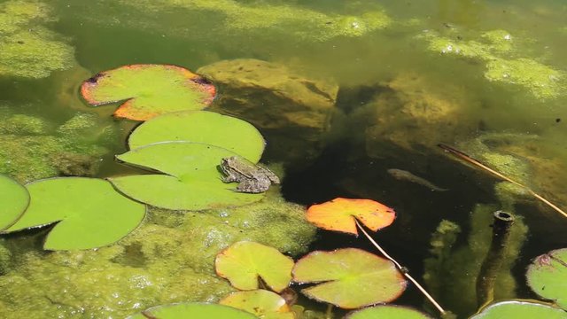 Лягушка сидит на листьях кувшинки
