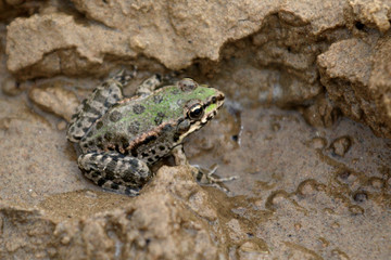 the frog in the water toad