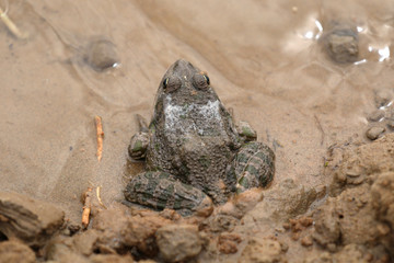 the frog in the water toad