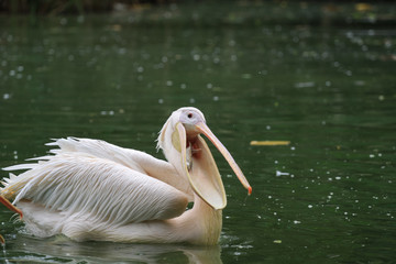 pelican birds getting food