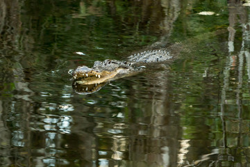 American alligator in the Florida Everglades.