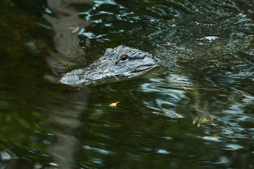 American alligator in the Florida Everglades.
