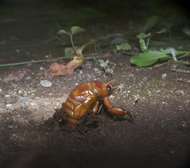 Cicada nymph emerges from the ground