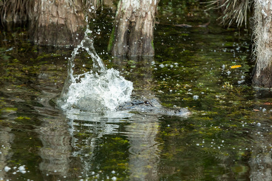 American alligator in the Florida Everglades.