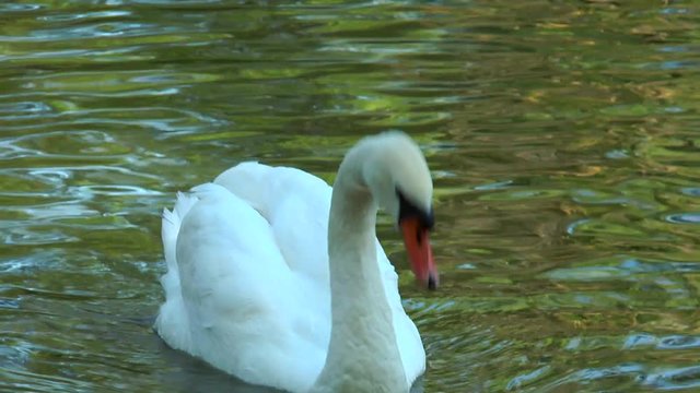 Close-up of white swan. Swan swimming in a pond . Slow motion. Video in a slowed double the