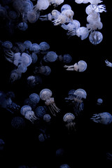 White-spotted jellyfish (Phyllorhiza punctuate) on black background, low key style photo