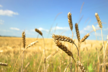 Ears of wheat
