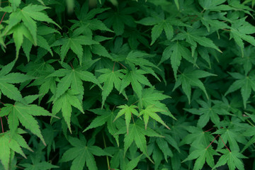 natural low-key leaf background, natural background, garden bush