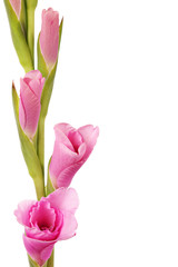Gladiolus