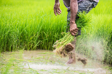 Farmers grow rice in the rainy season. They were soaked with water and mud to be prepared for planting.