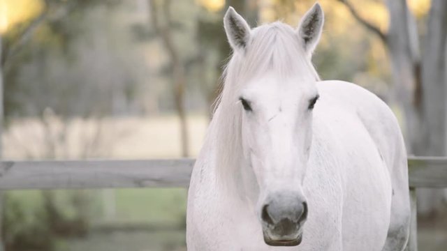Horse in the paddock during the day