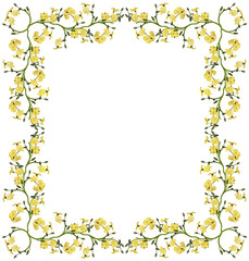 Obraz na płótnie Canvas yellow forget-me-not flowers frame isolated on white