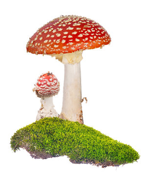two red fly agarics in green moss on white