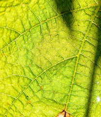 green leaf texture
