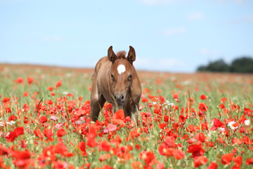 Amazing arabian foal running in red poppy field