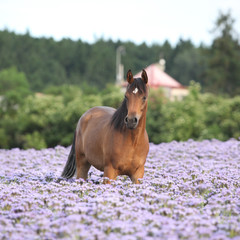 Nice arabian horse standing in fiddleneck field