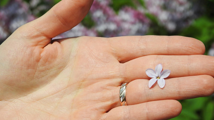 lilac on young woman hand