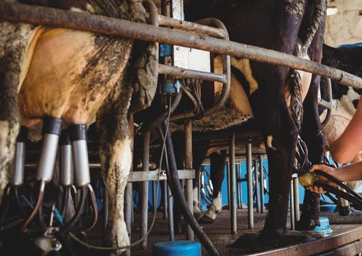 Row of cows being milked