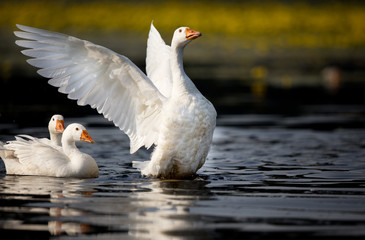 Domestic geese on the lake