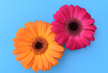 Top view of  orange and pink Gerbera flower isolated on blue background.