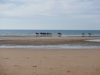 Chevaux sur la plage