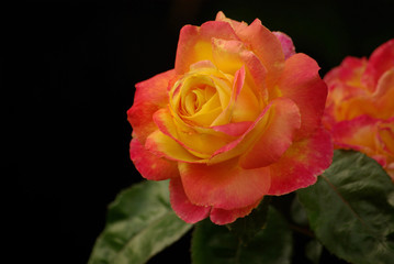 Rose jaune-orangé au mois de mai, Jardin des Plantes Paris